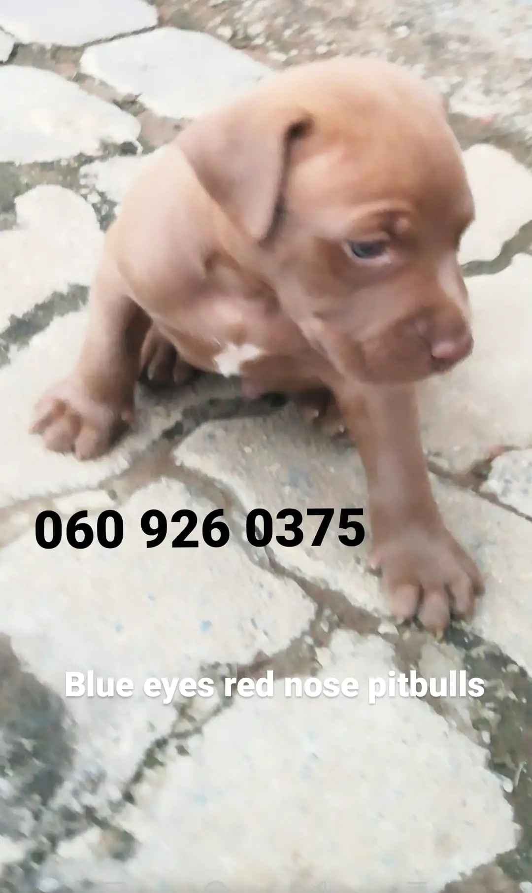 Pitbull Puppies in Pretoria (17/02/2021)