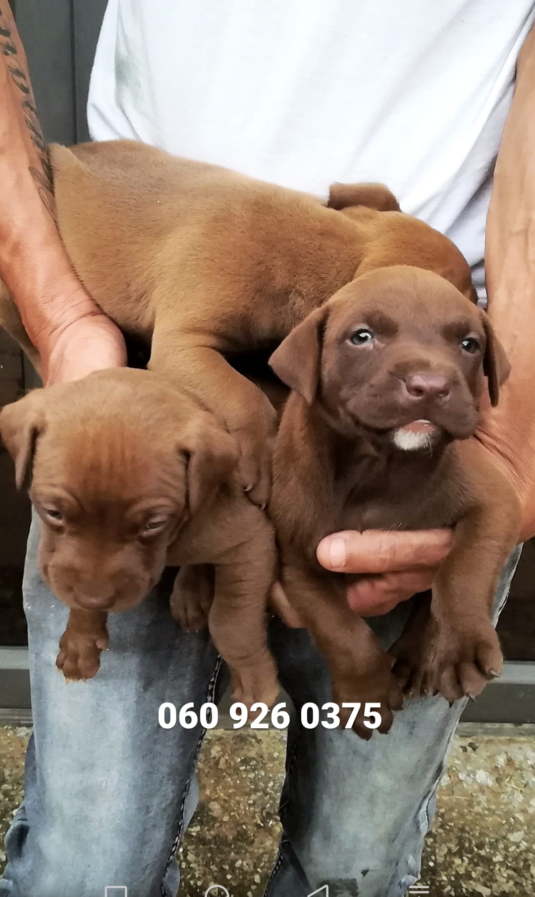 Pitbull Puppies in Pretoria (17/02/2021)