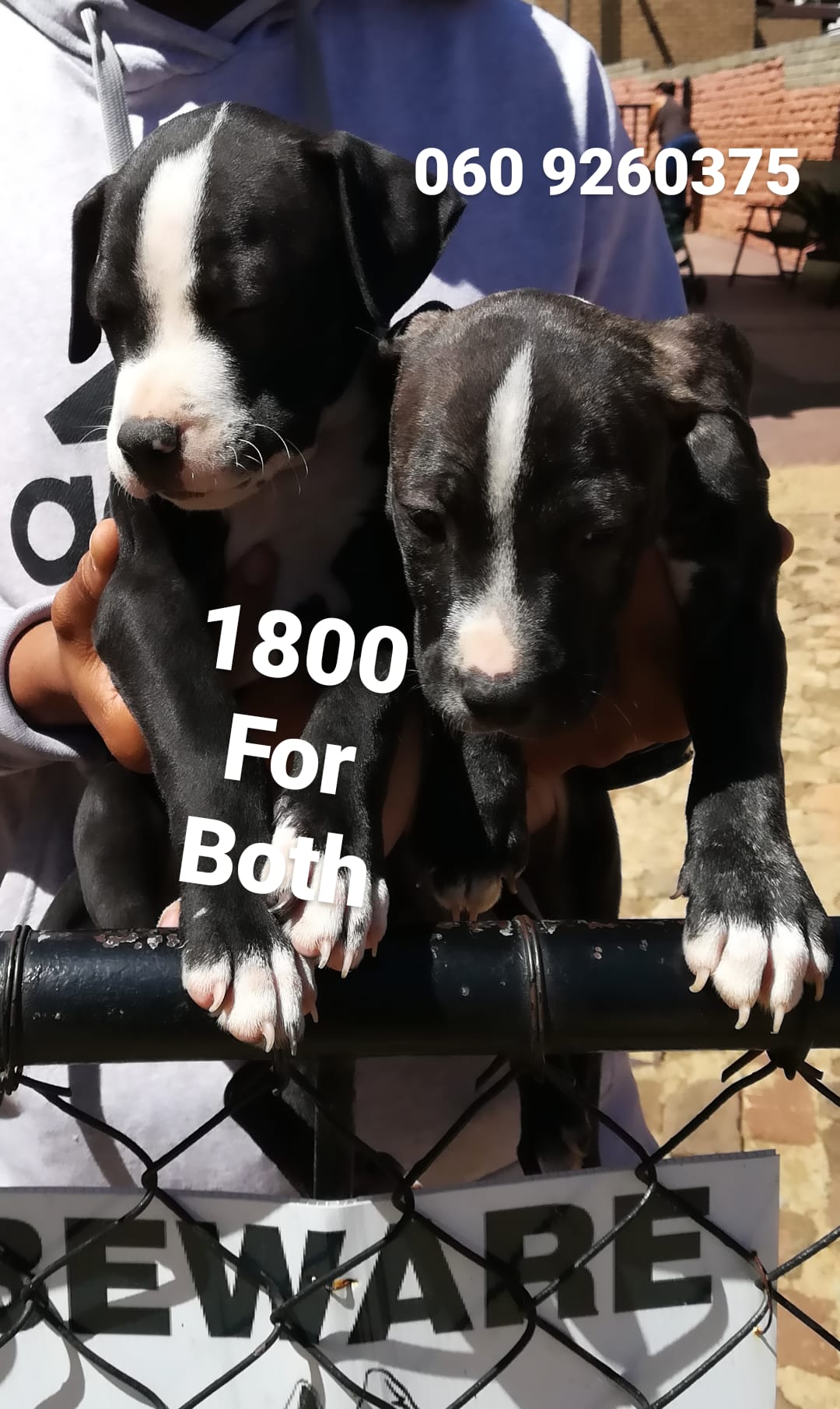 Pitbull Puppies in Pretoria (19/02/2021)