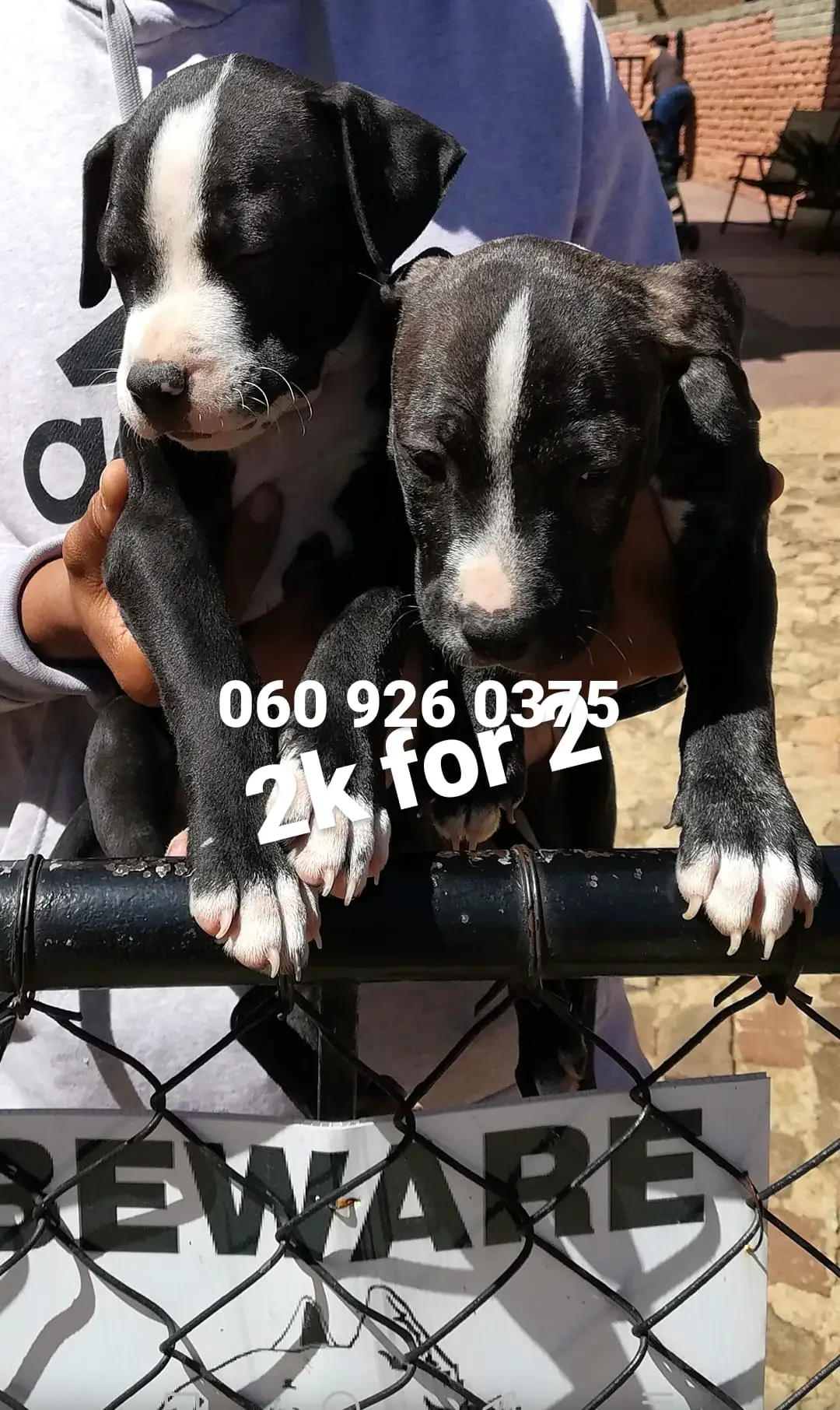 Pitbull Puppies in Pretoria (21/02/2021)