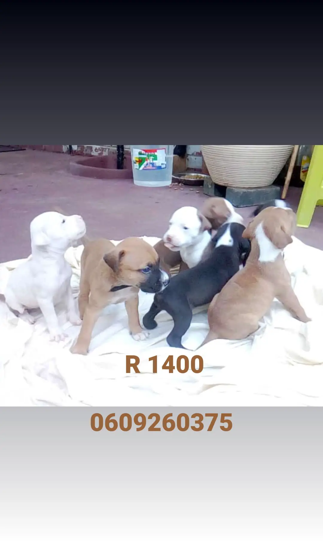 Pitbull Puppies in Pretoria (24/02/2021)