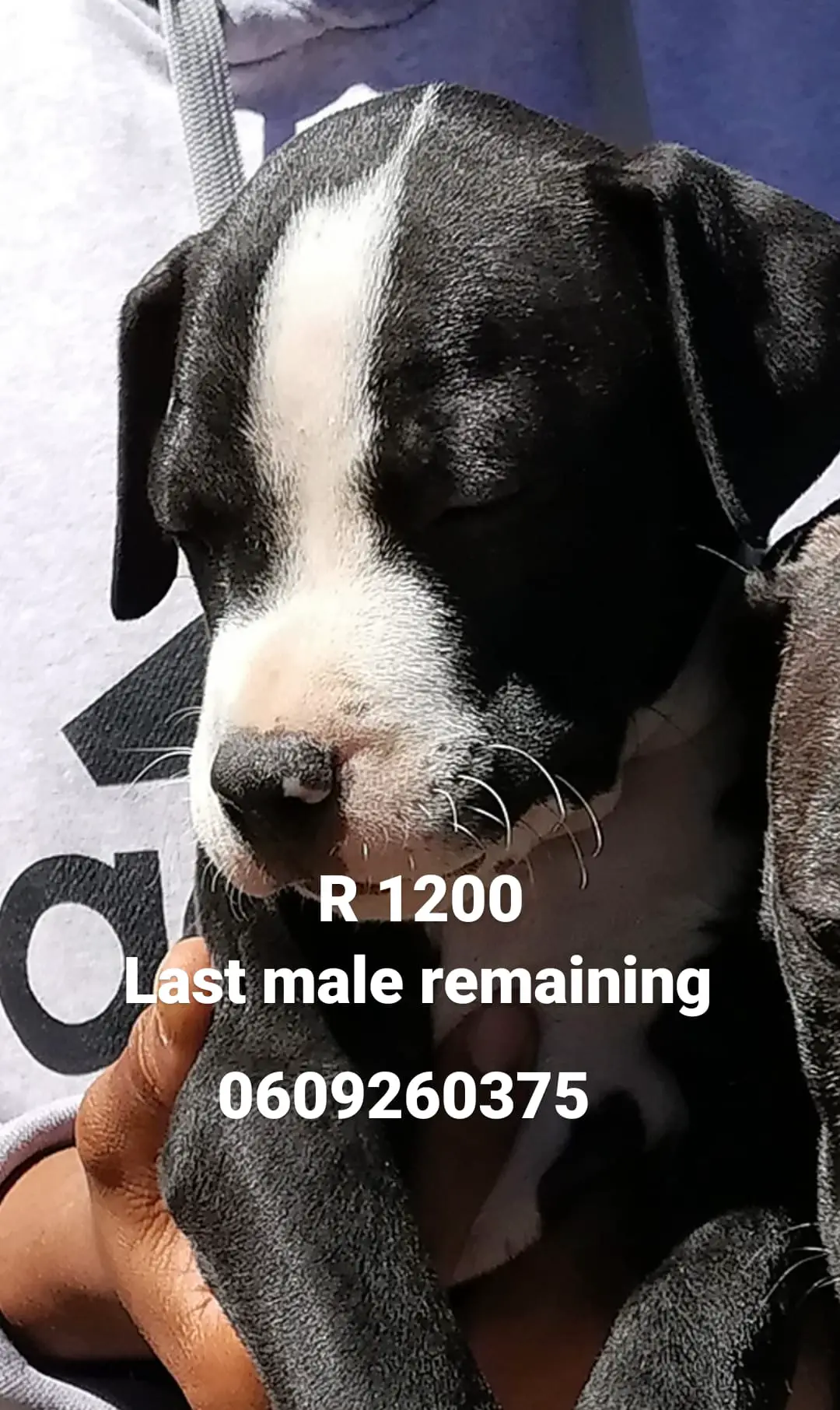 Pitbull Puppies in Pretoria (24/02/2021)