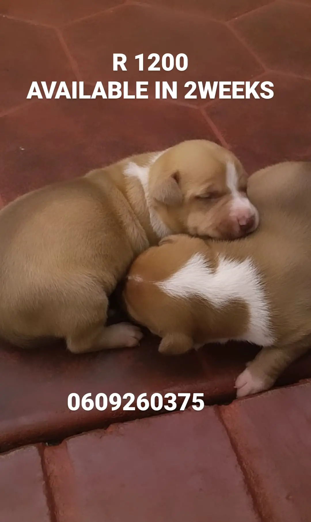 Pitbull Puppies in Pretoria (28/02/2021)
