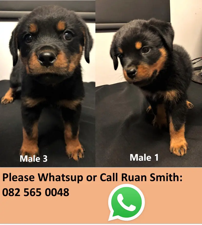 Rottweiler Puppies in Pretoria (16/02/2021)