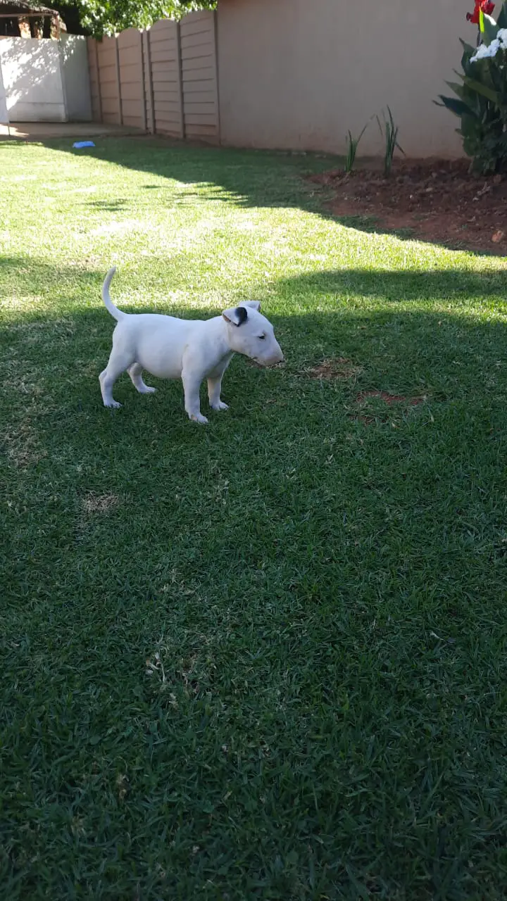 Bull Terrier Puppies in East Rand (19/02/2021)