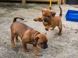 Staffie Puppies in East Rand (03/02/2021)