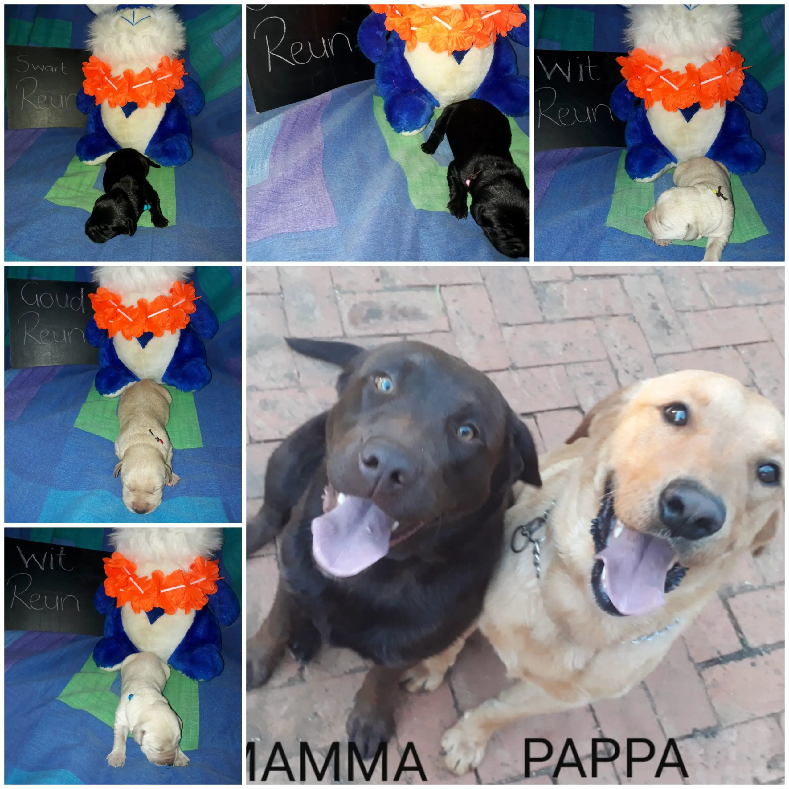 Labrador Puppies in Mpumalanga (22/02/2021)