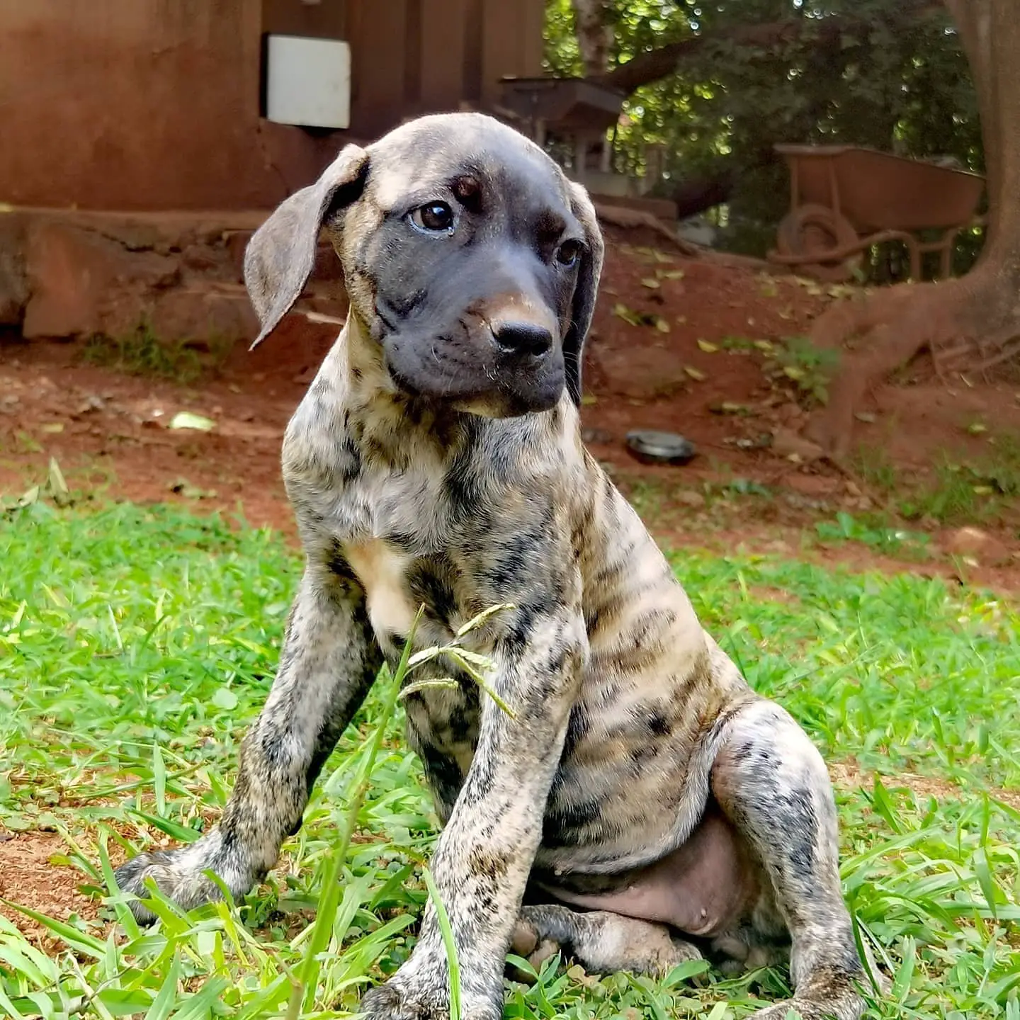Boerboel Puppies in Johannesburg (24/02/2021)