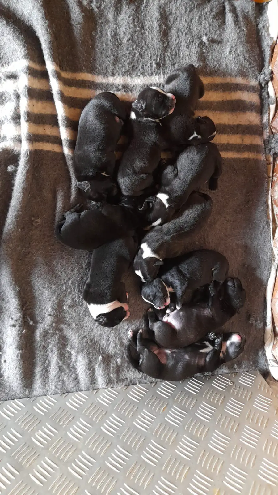 Staffie Puppies in East Rand (05/02/2021)