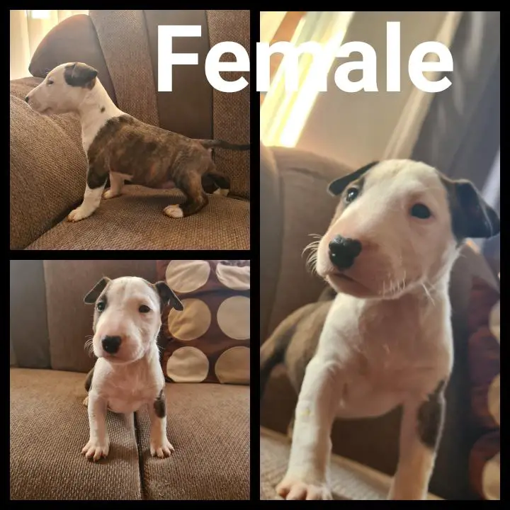 Bull Terrier Puppies in Other (29/03/2021)