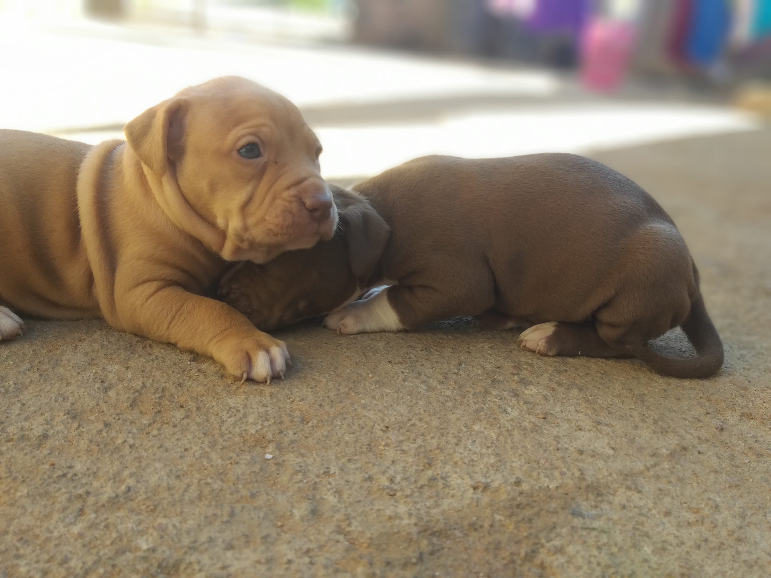 Pitbull Puppies in Johannesburg (23/03/2021)