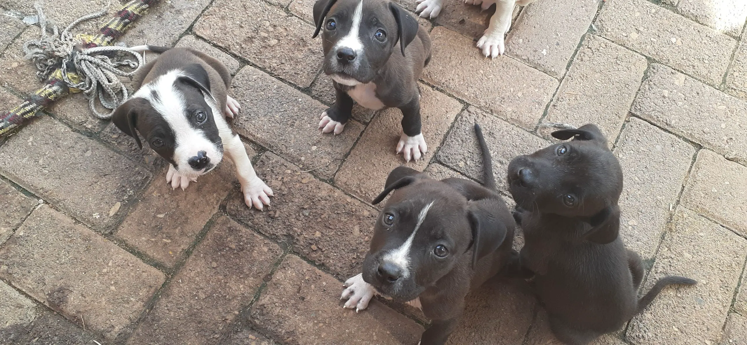 Pitbull Puppies in Pretoria (16/03/2021)