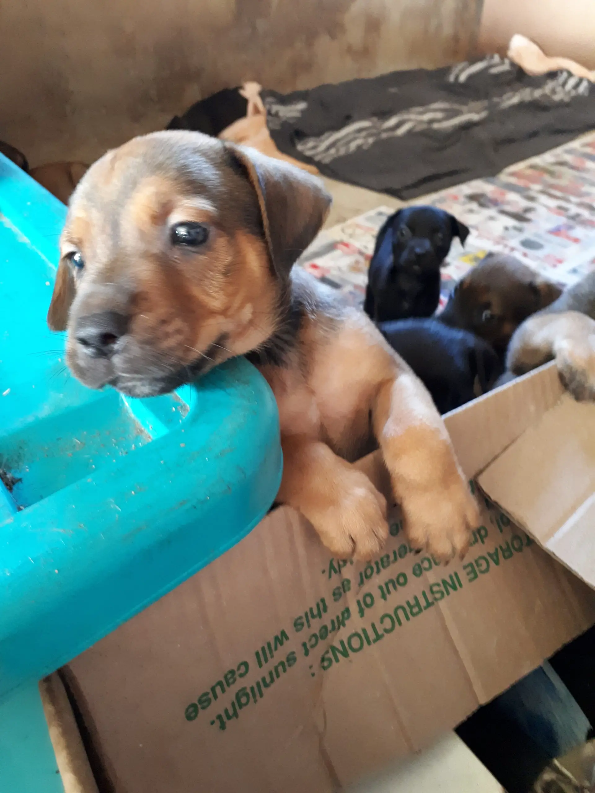 Pitbull Puppies in Kwazulu Natal (12/03/2021)