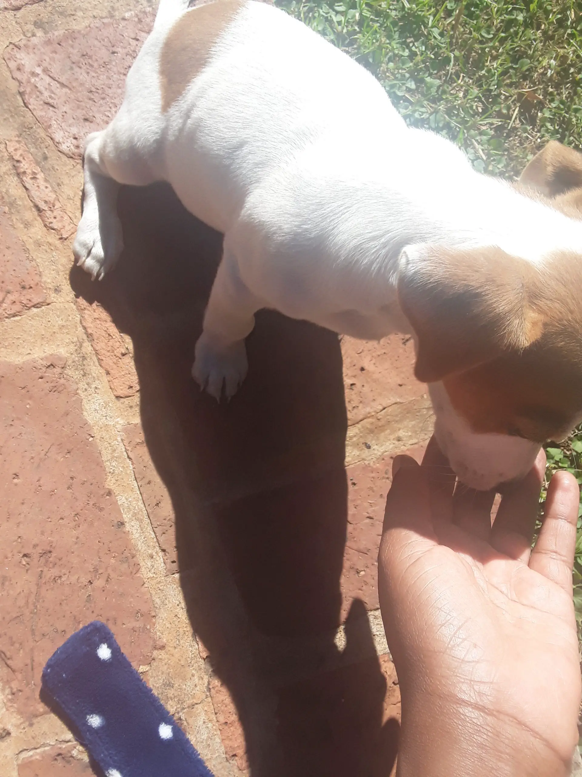 Jack Russell Puppies in Johannesburg (19/03/2021)
