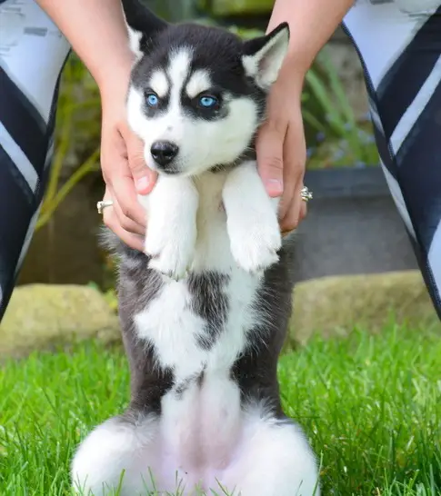 Siberian Husky Puppies in Other (12/03/2021)