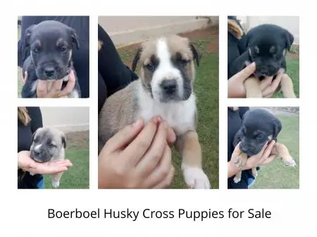 Boerboel Puppies in Johannesburg (16/03/2021)