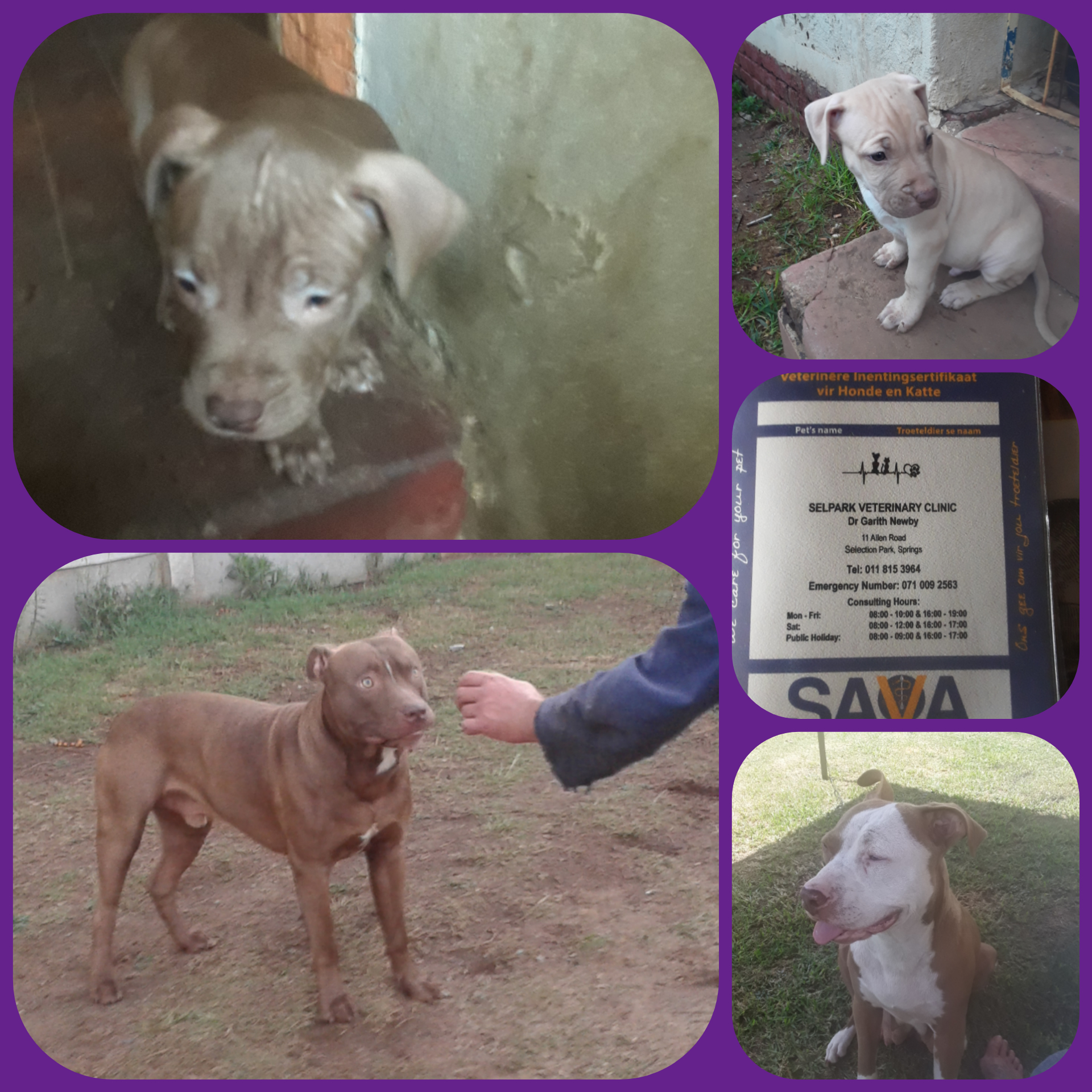 Pitbull Puppies in East Rand (01/03/2021)