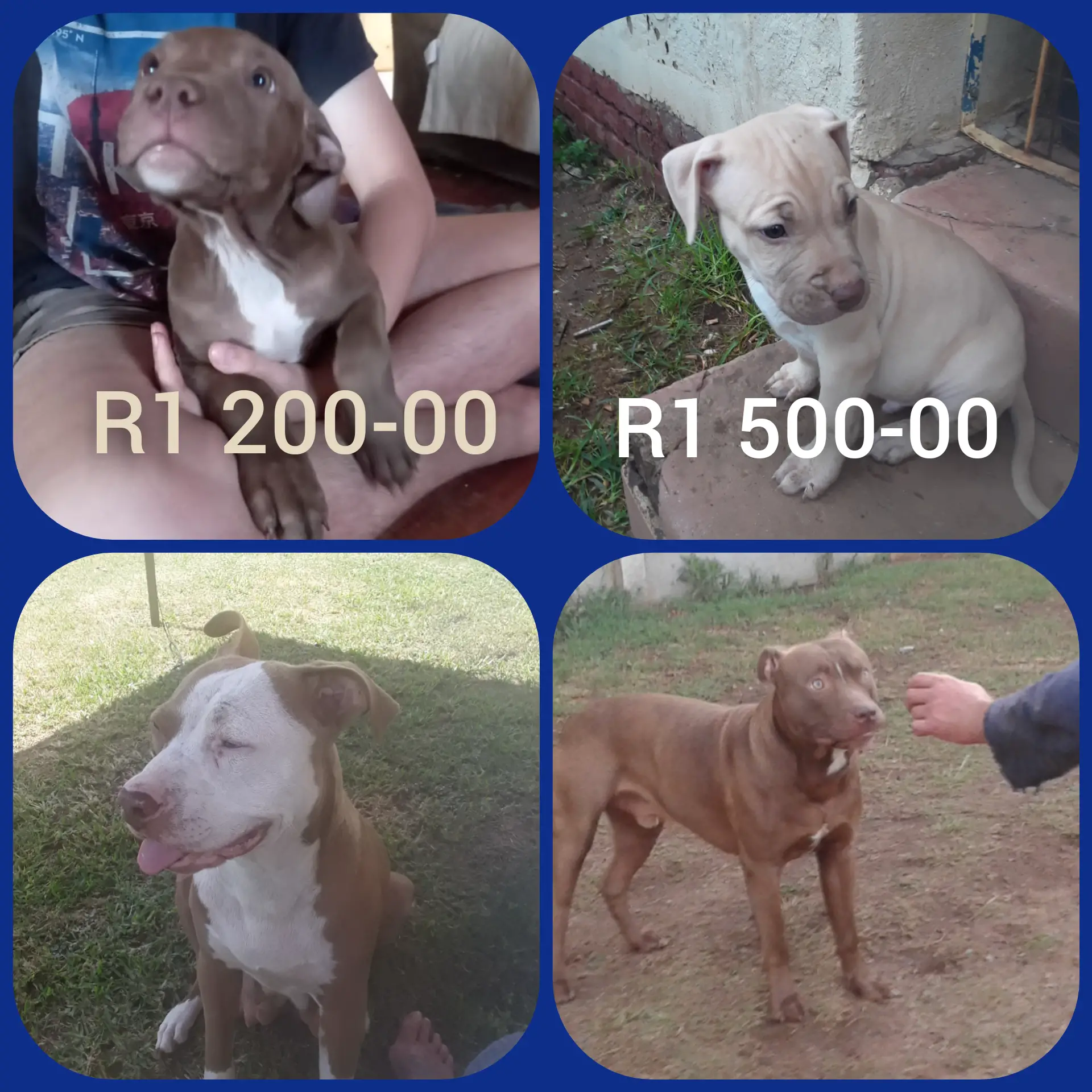 Pitbull Puppies in East Rand (15/03/2021)