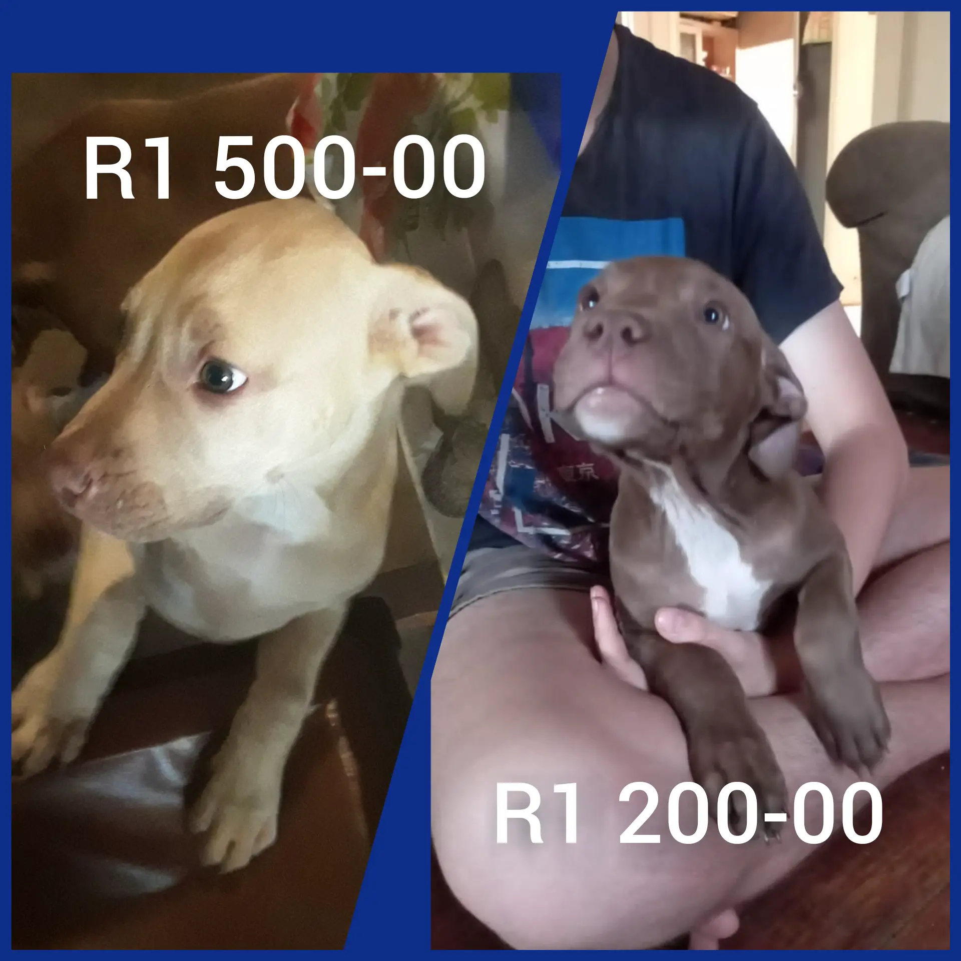 Pitbull Puppies in East Rand (16/03/2021)