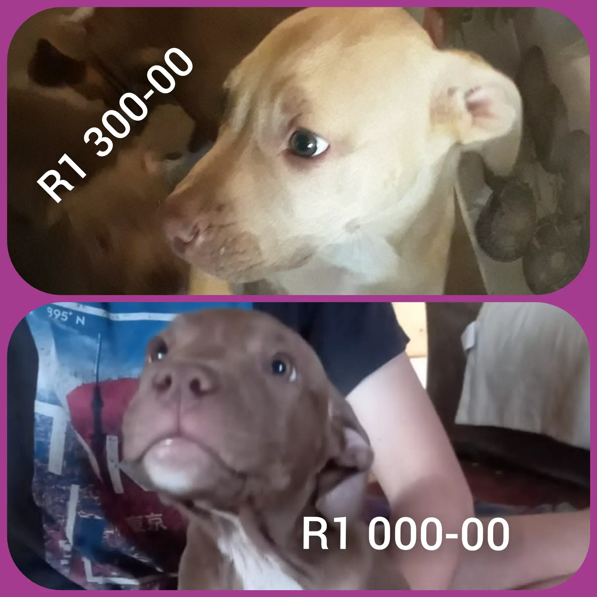 Pitbull Puppies in East Rand (18/03/2021)