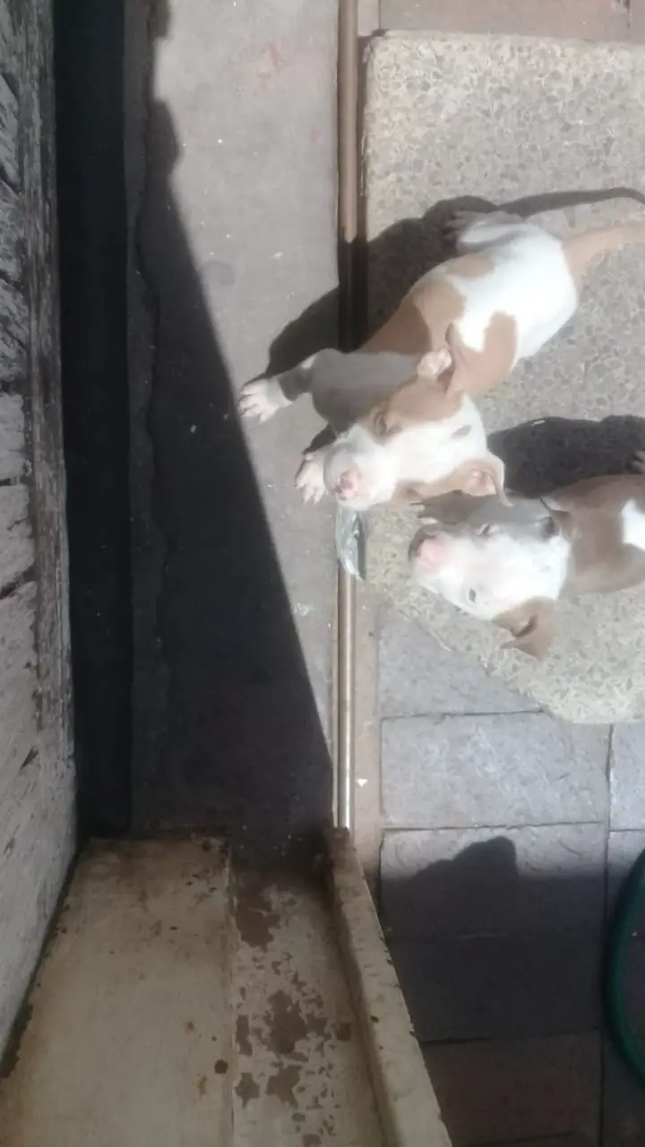 Pitbull Puppies in Johannesburg (02/03/2021)