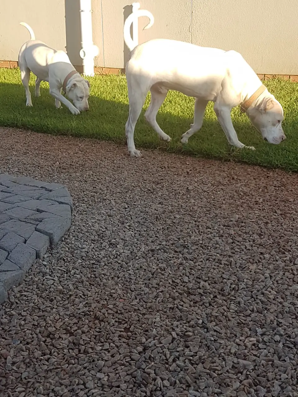 Pitbull Puppies in East Rand (06/03/2021)