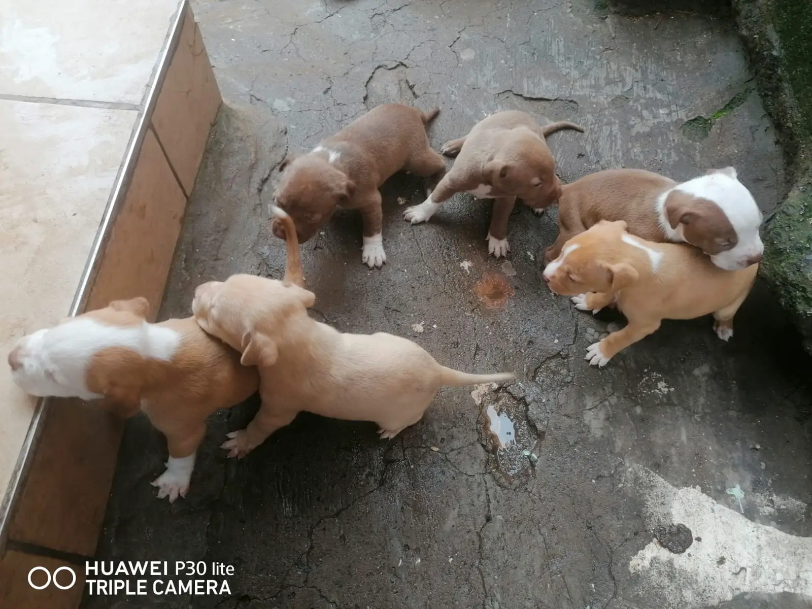 Pitbull Puppies in Johannesburg (06/03/2021)