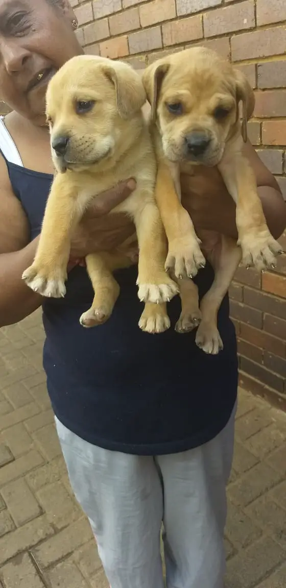 Boerboel Puppies in Johannesburg (19/03/2021)