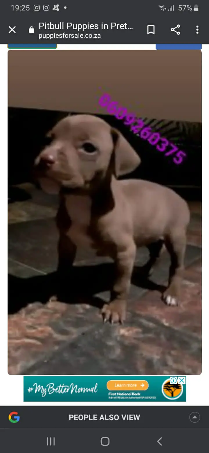 Pitbull Puppies in Pretoria (28/03/2021)