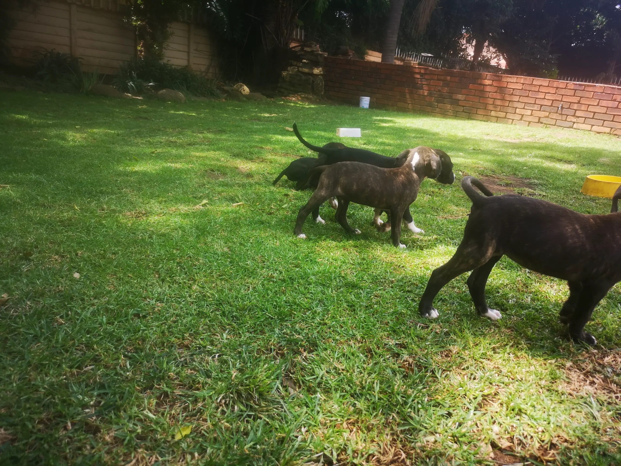 Pitbull Puppies in Johannesburg (05/03/2021)
