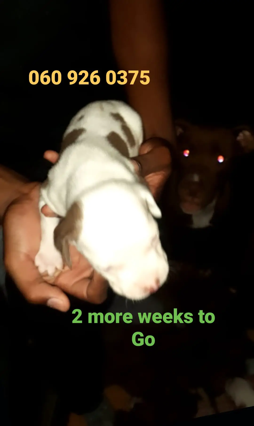 Pitbull Puppies in Pretoria (05/03/2021)