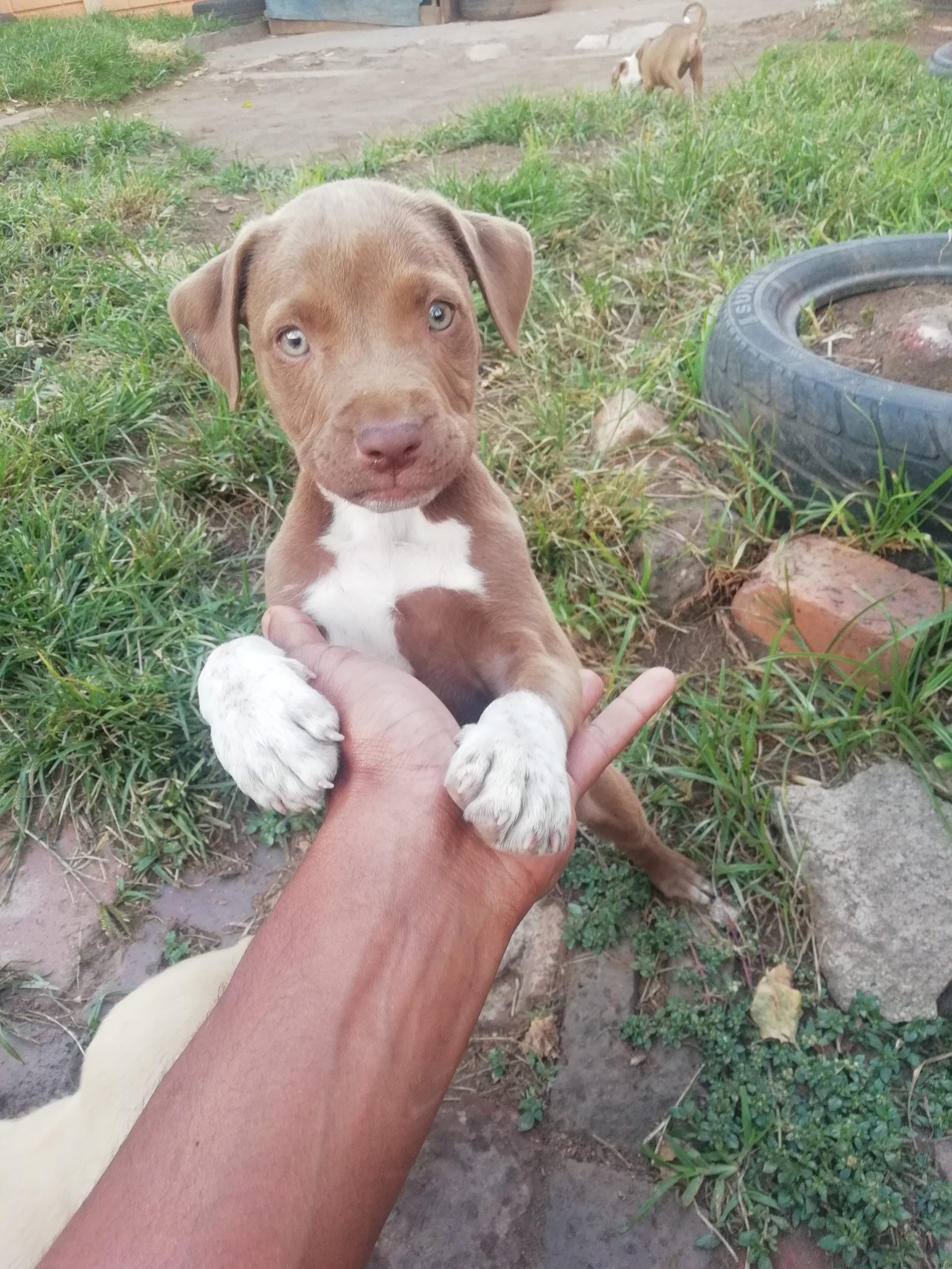 Pitbull Puppies in Johannesburg (14/03/2021)