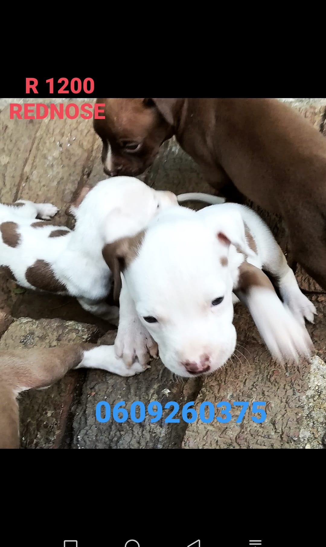 Pitbull Puppies in Pretoria (18/03/2021)