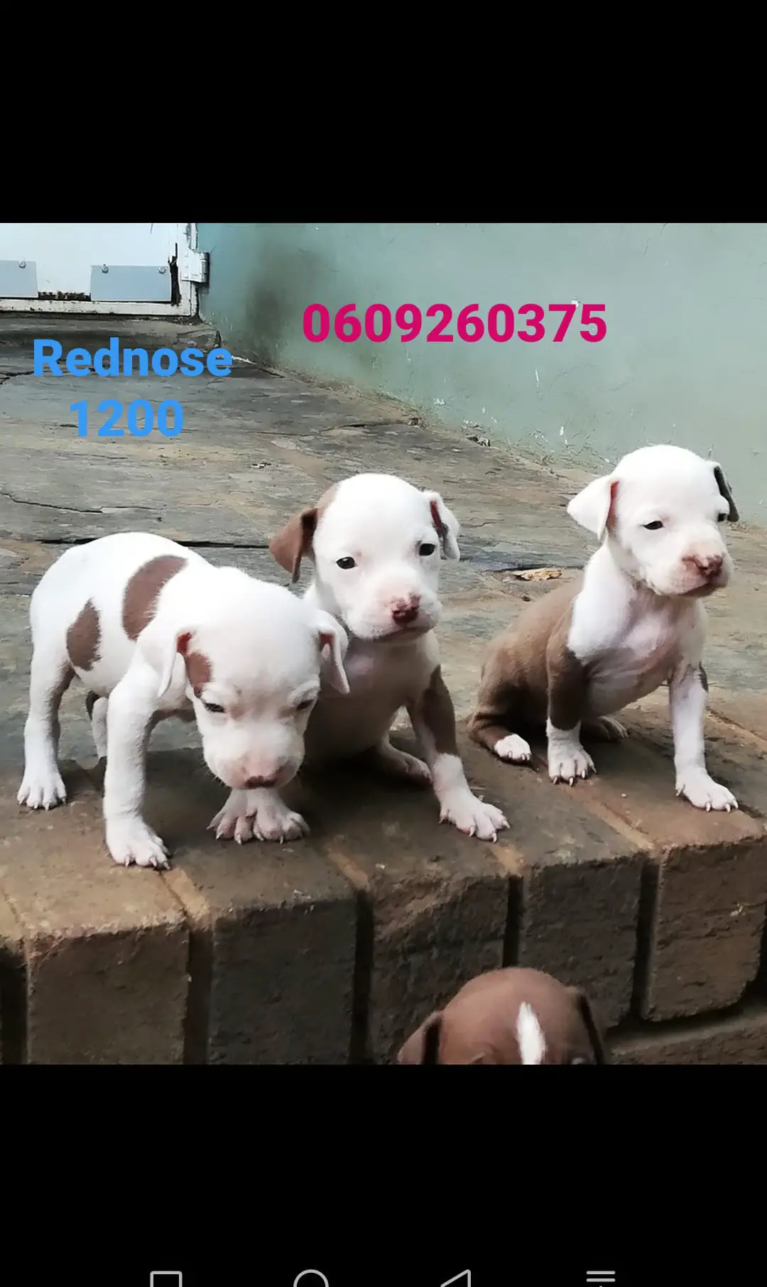 Pitbull Puppies in Pretoria (13/03/2021)