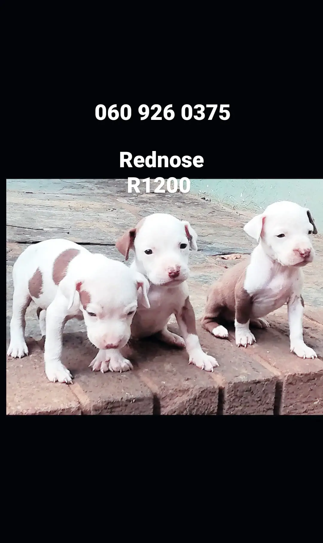 Pitbull Puppies in Pretoria (13/03/2021)