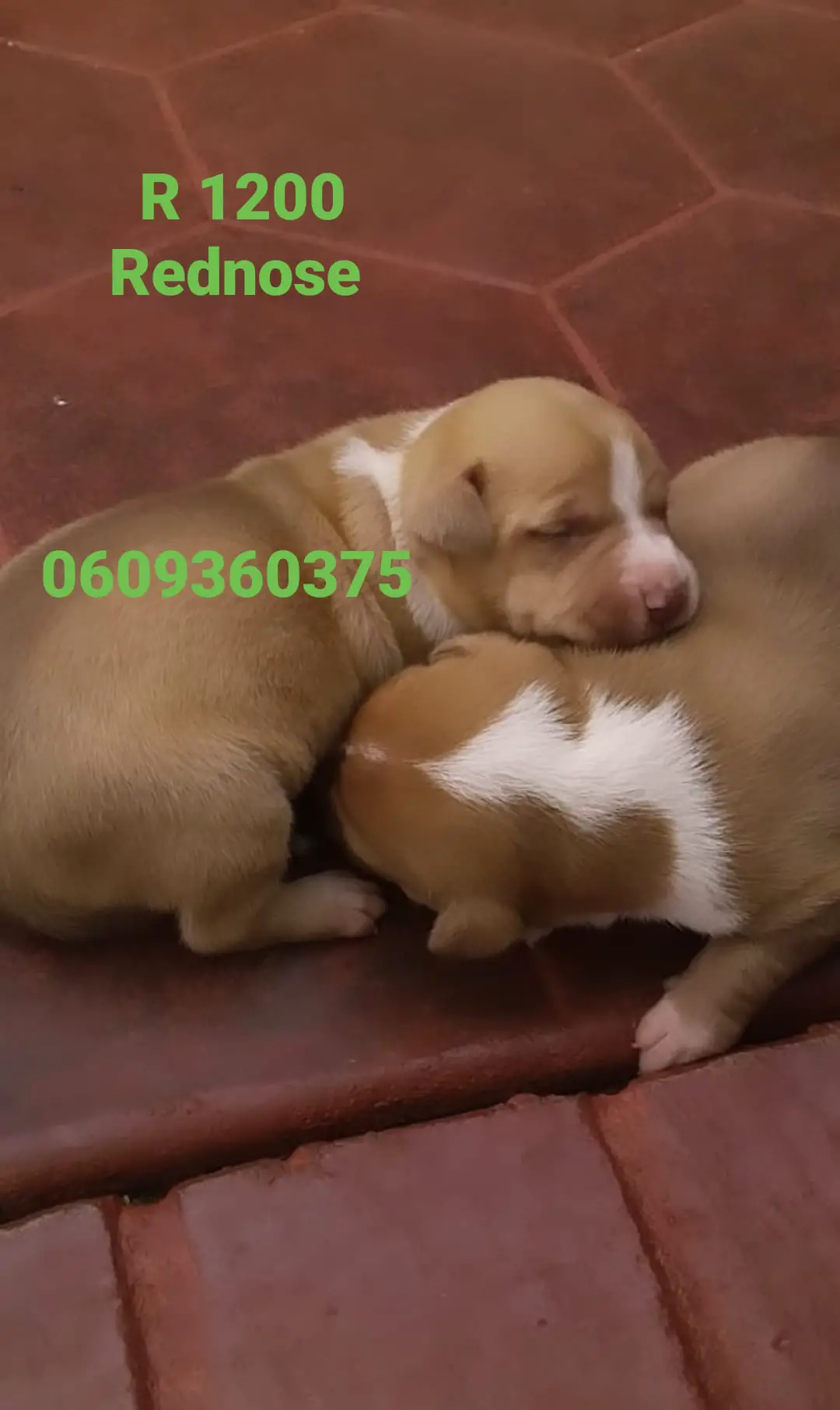 Pitbull Puppies in Pretoria (14/03/2021)