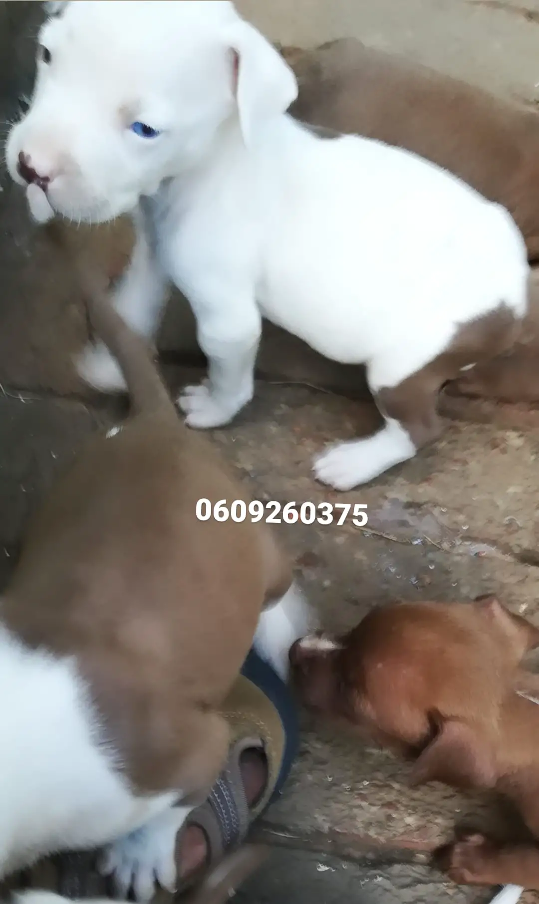 Pitbull Puppies in Pretoria (15/03/2021)