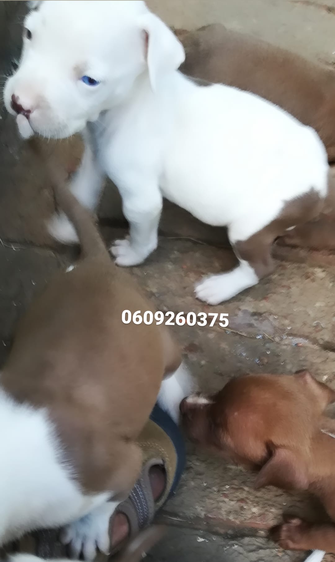 Pitbull Puppies in Pretoria (18/03/2021)