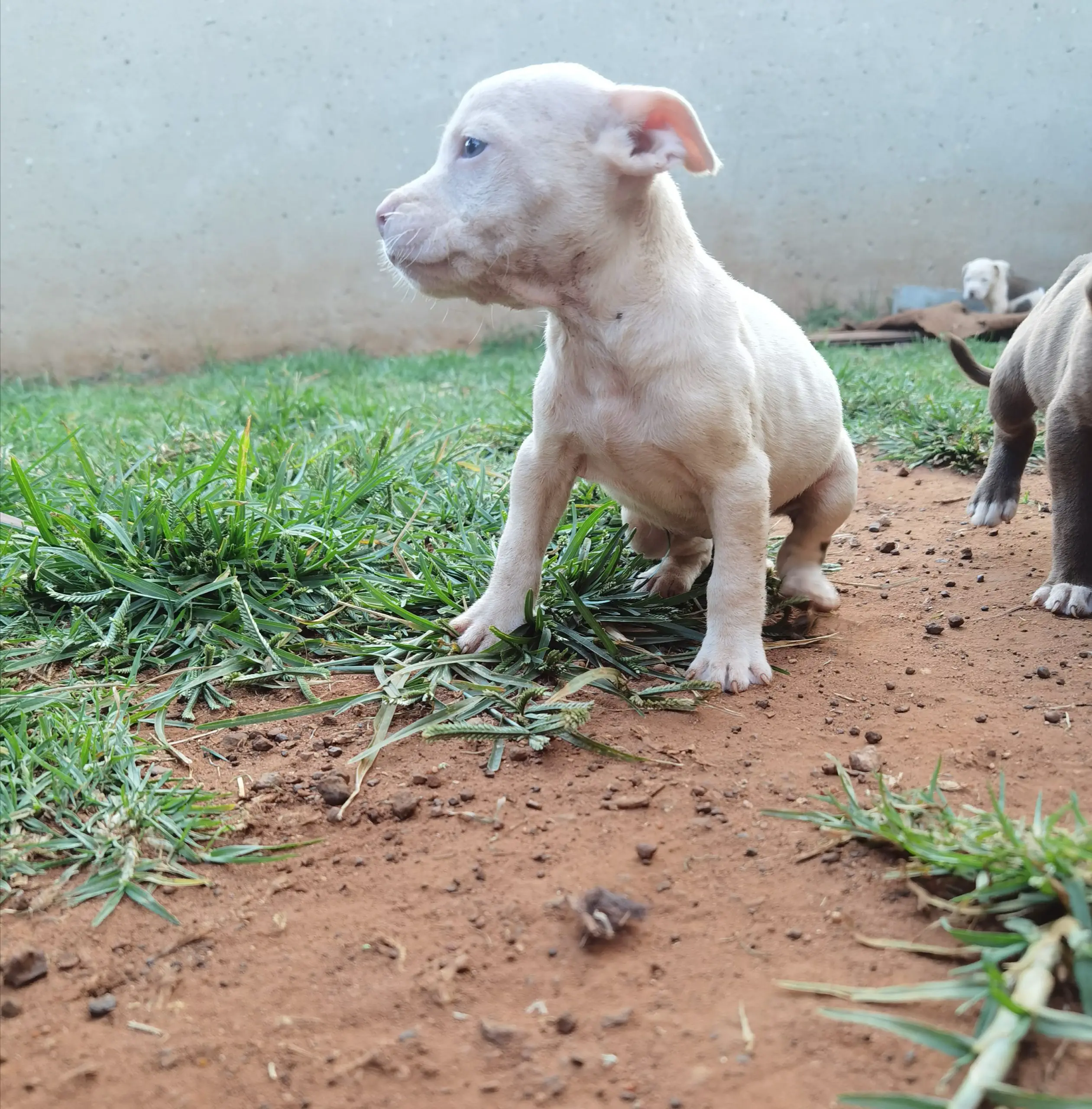 Pitbull Puppies in Johannesburg (30/03/2021)