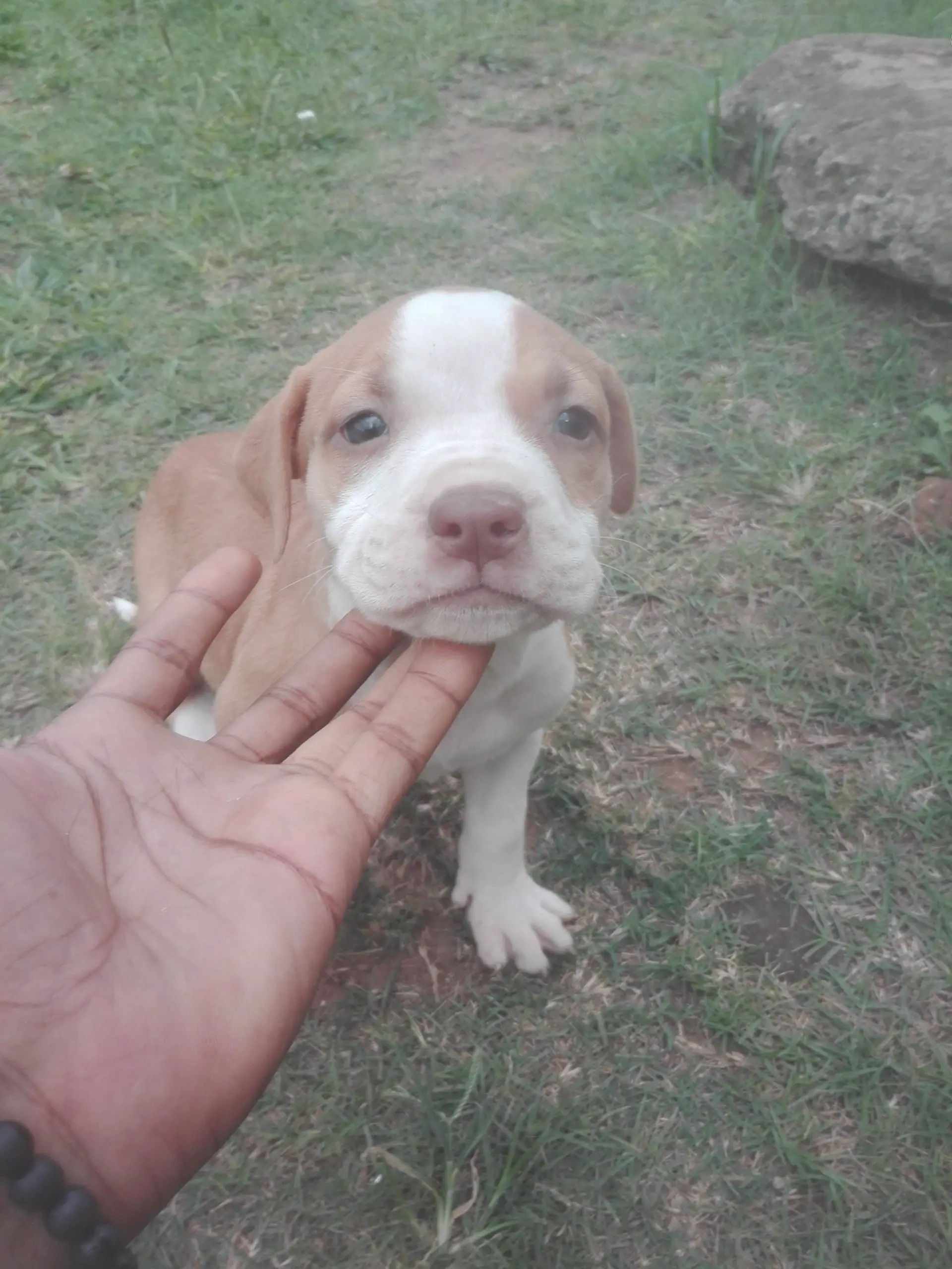 Pitbull Puppies in Kwazulu Natal (24/03/2021)