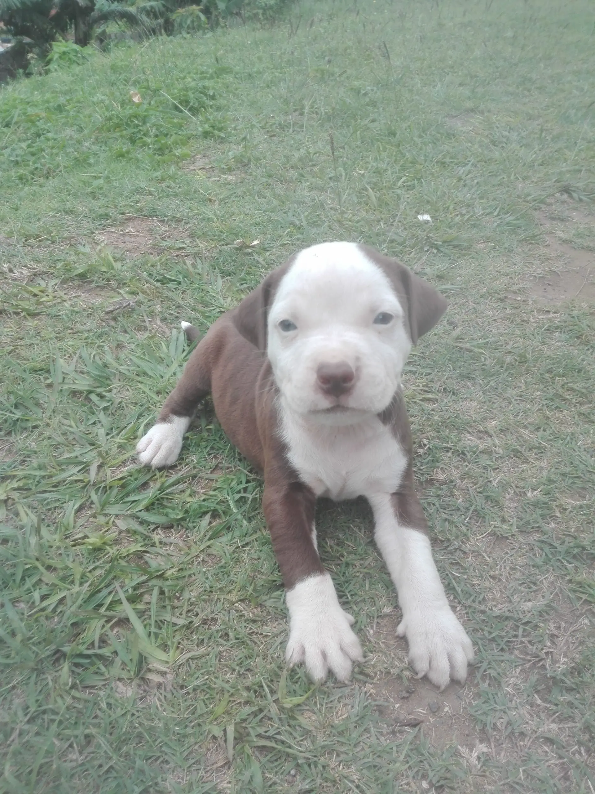 Pitbull Puppies in Kwazulu Natal (24/03/2021)