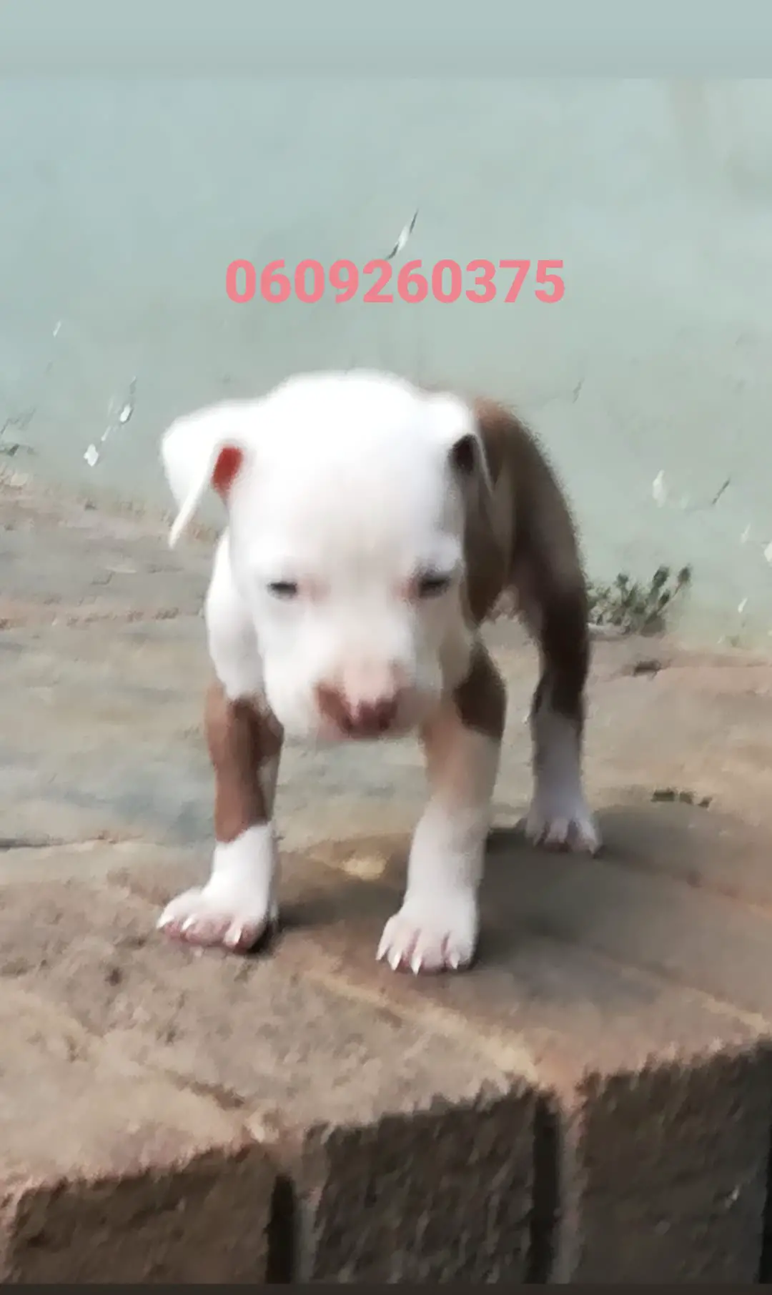 Pitbull Puppies in Pretoria (25/03/2021)