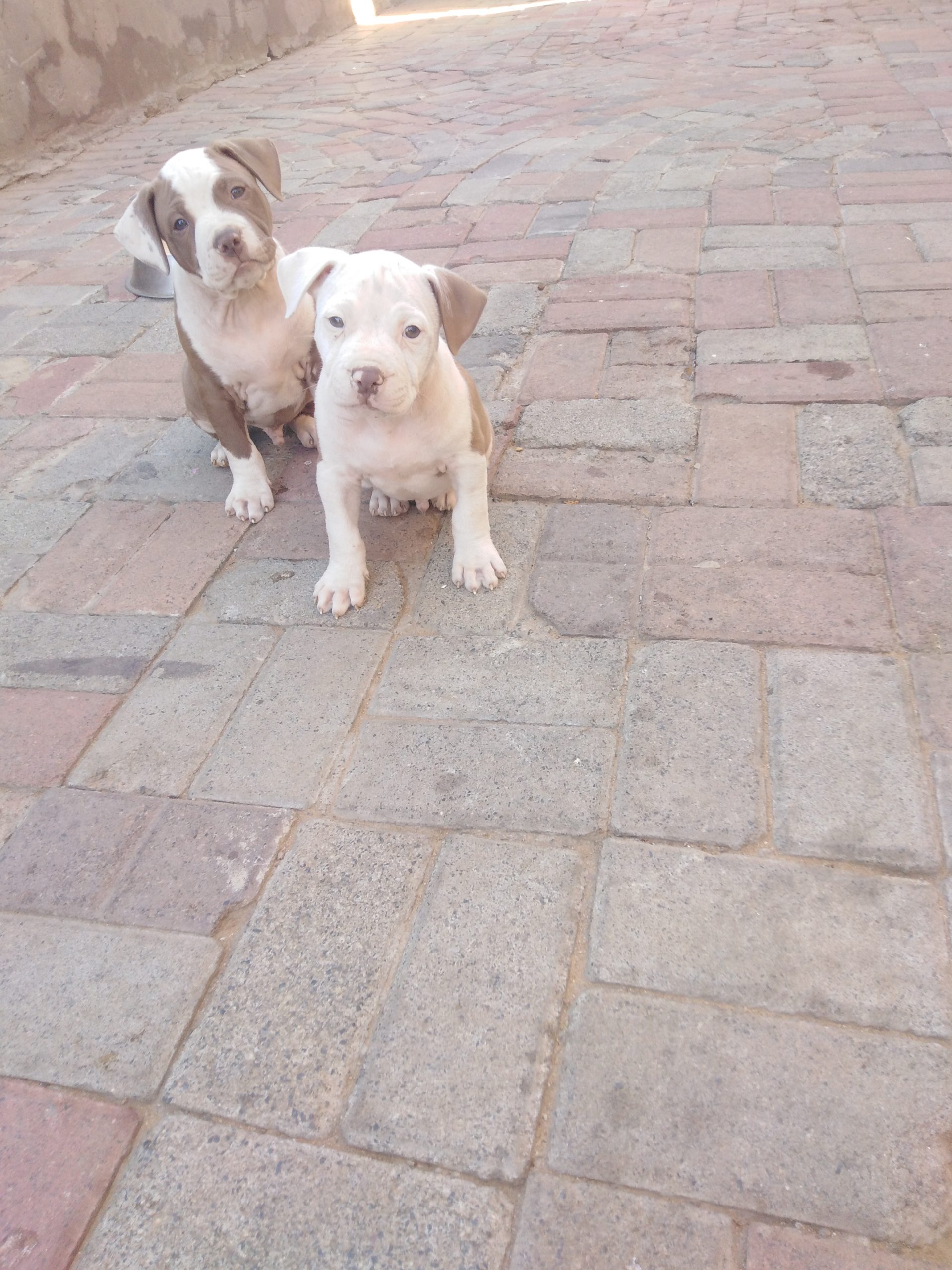 Pitbull Puppies in Johannesburg (27/03/2021)