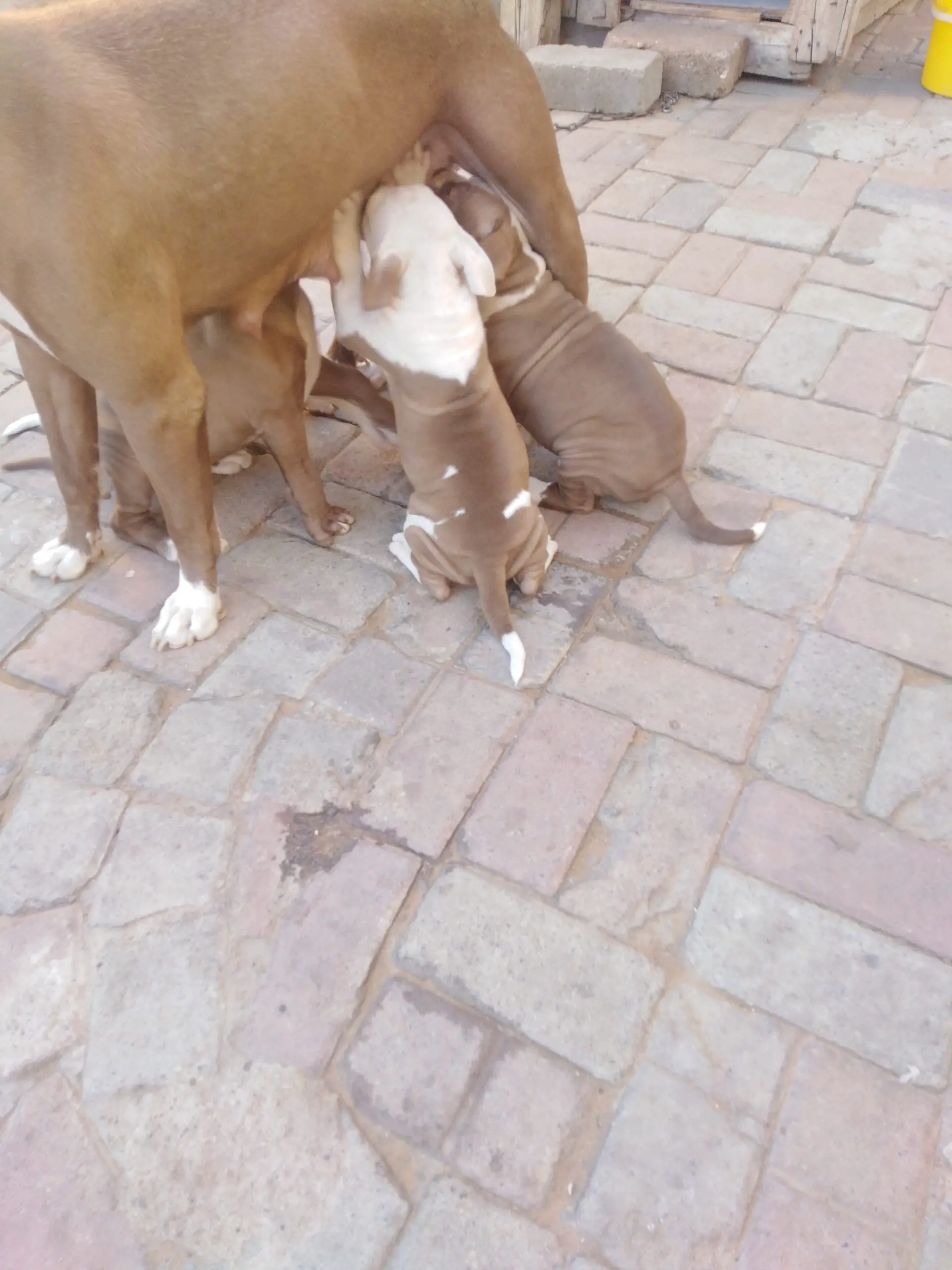 Pitbull Puppies in Other (27/03/2021)