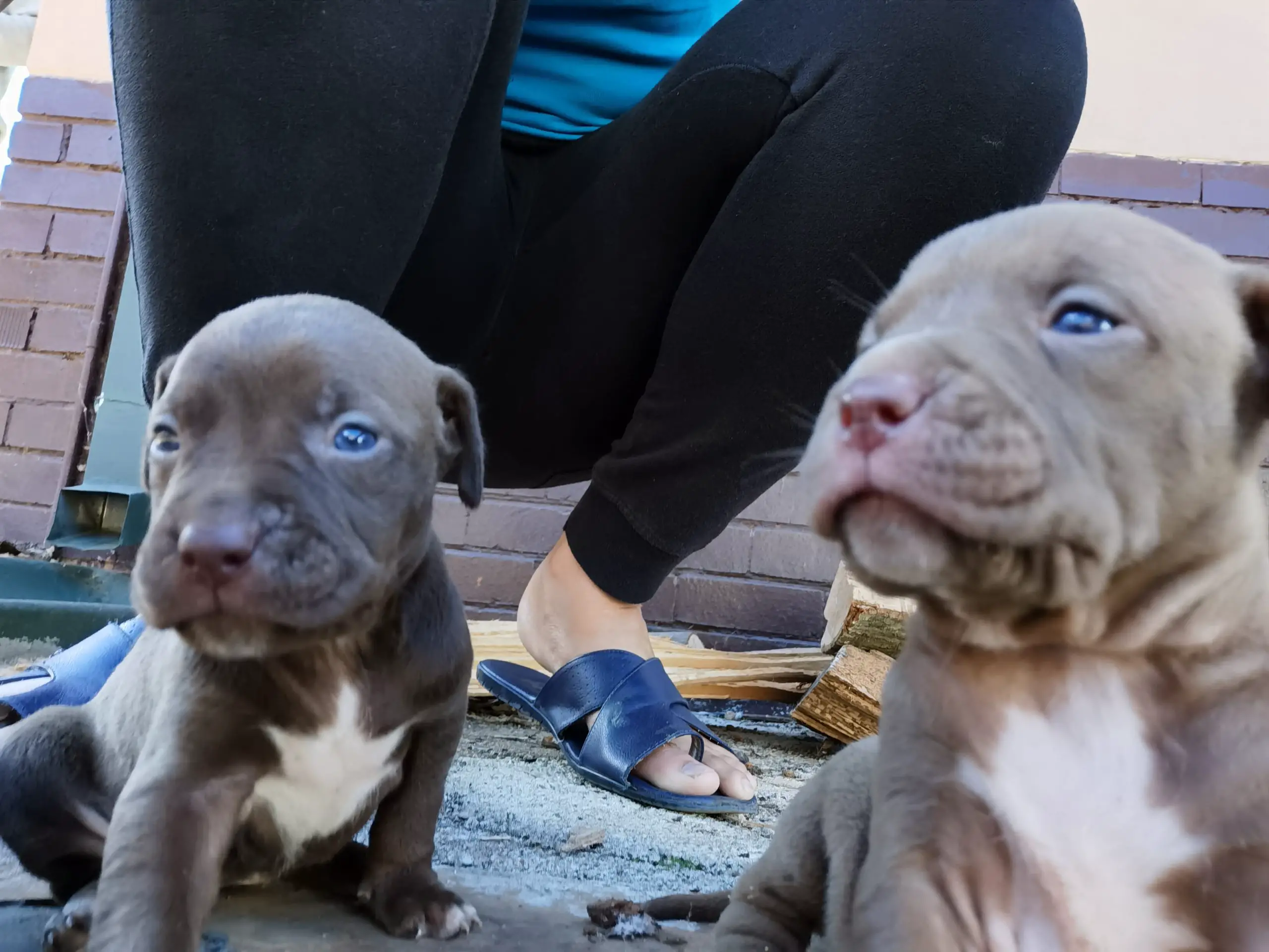 Pitbull Puppies in Johannesburg (28/03/2021)