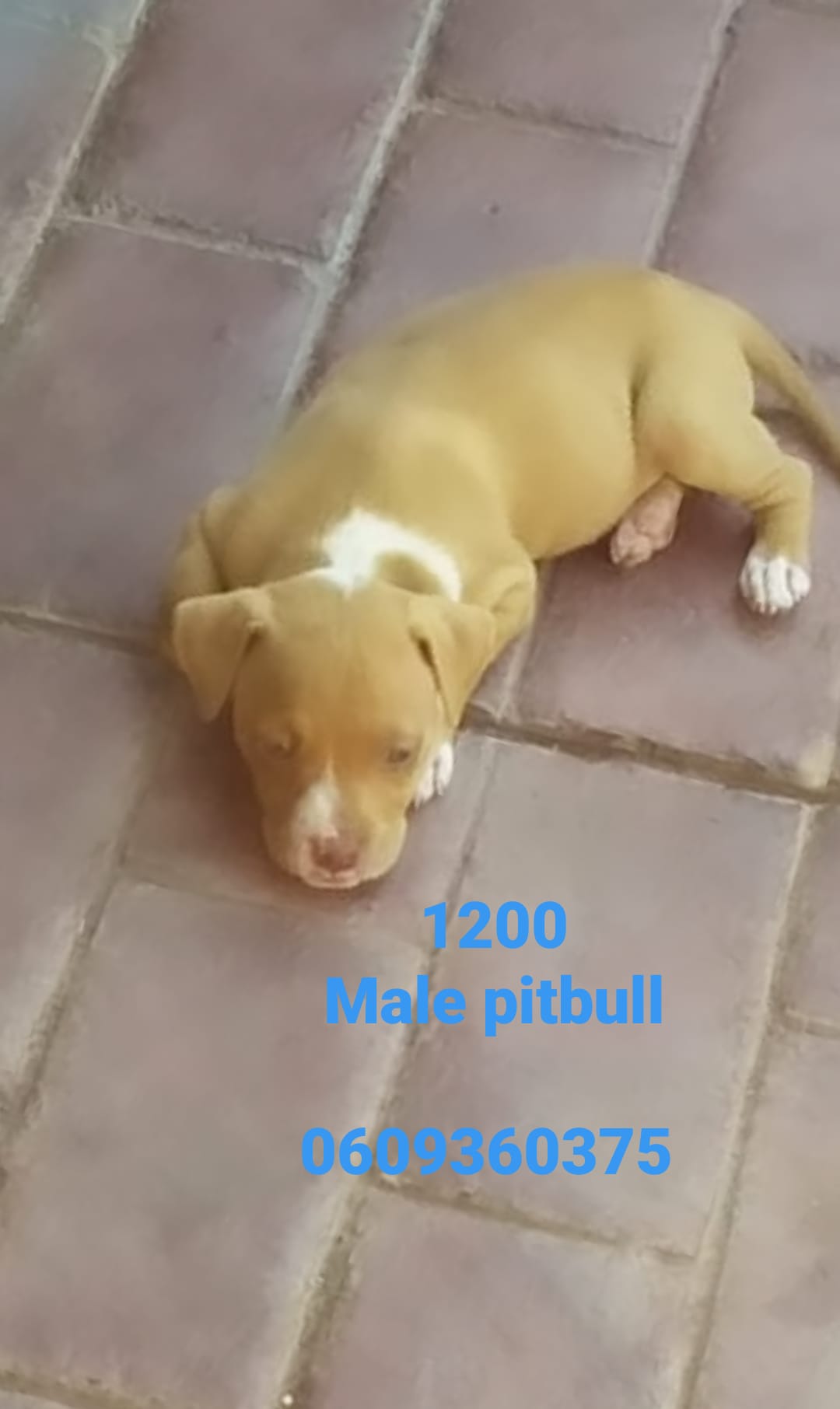 Pitbull Puppies in Pretoria (30/03/2021)