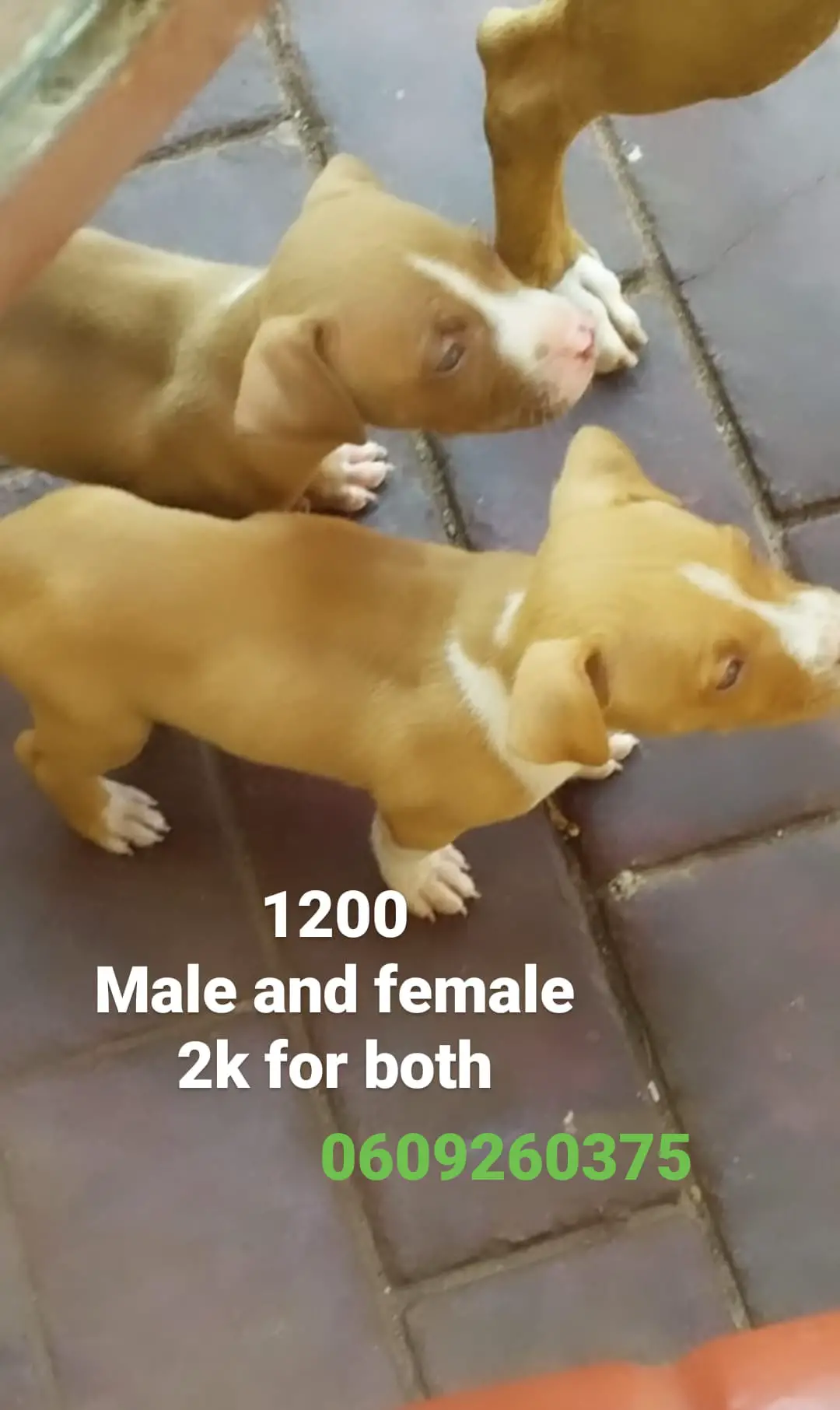 Pitbull Puppies in Pretoria (30/03/2021)