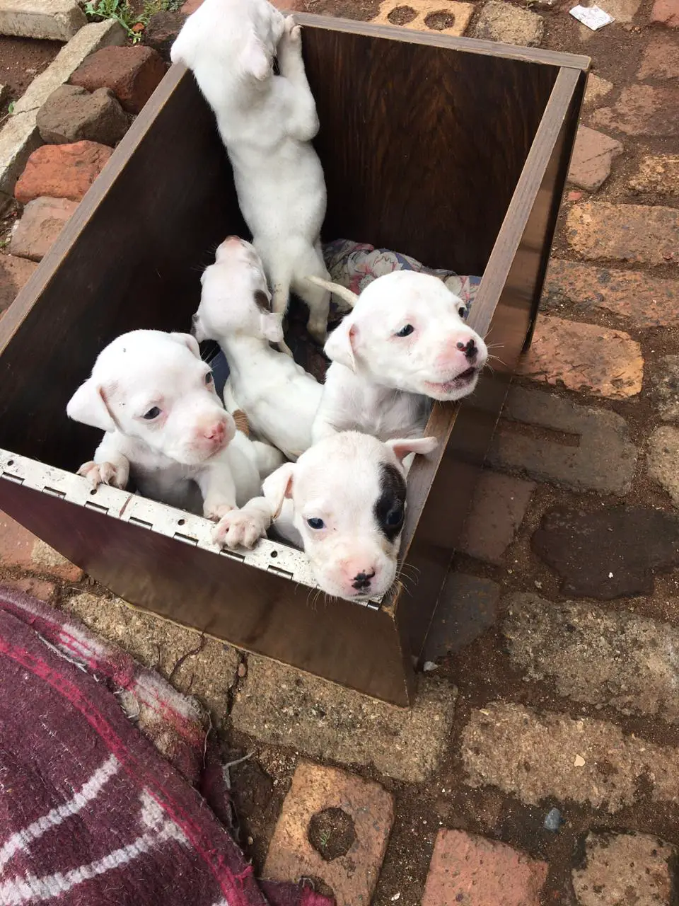 Pitbull Puppies in Johannesburg (04/03/2021)