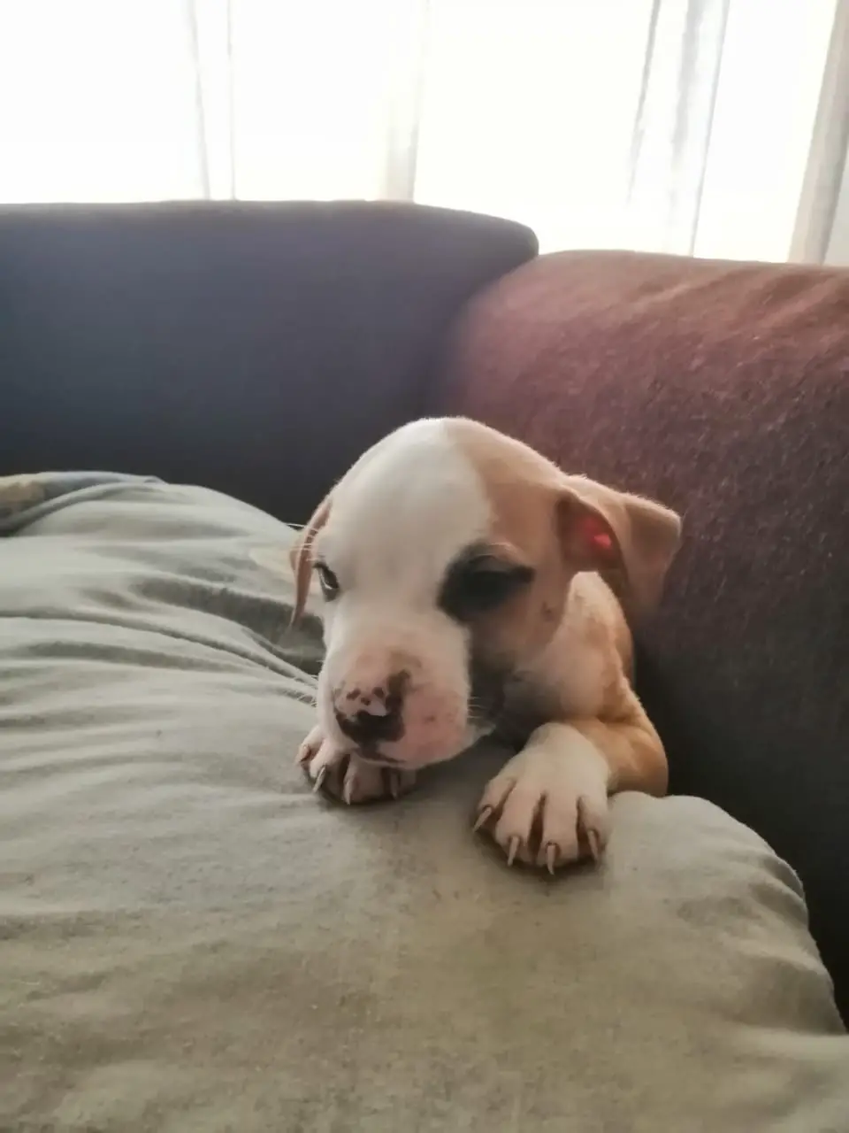 Pitbull Puppies in East Rand (29/03/2021)