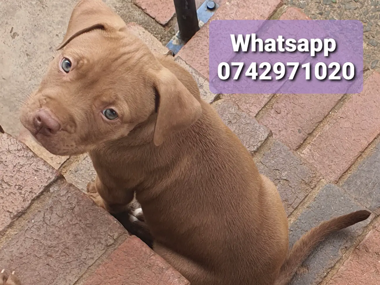 Pitbull Puppies in Kwazulu Natal (03/04/2021)